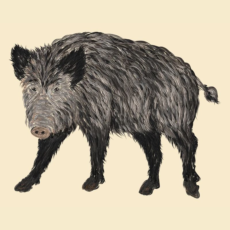 boar