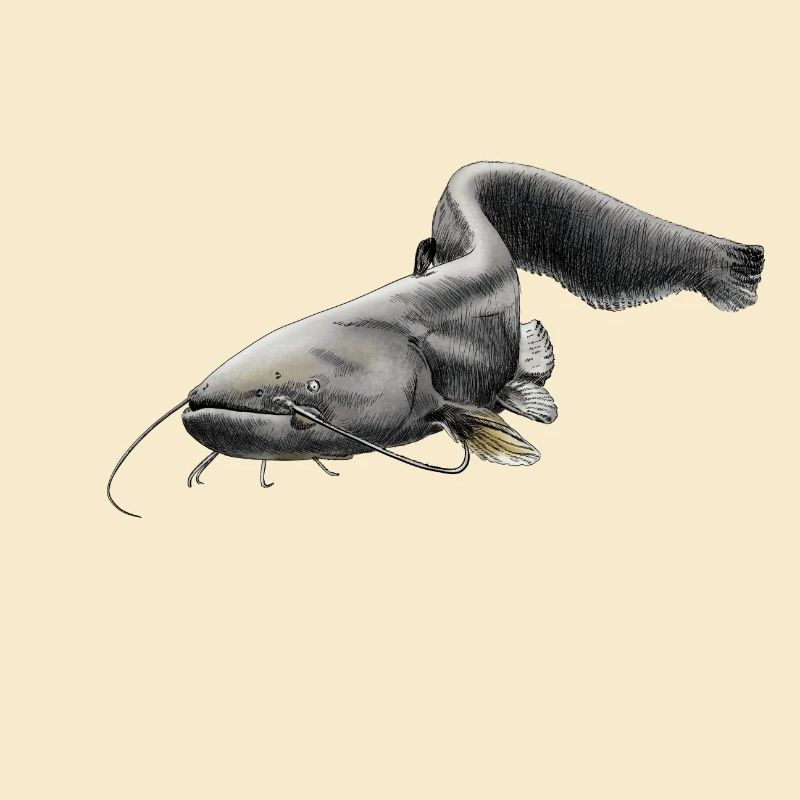 catfish