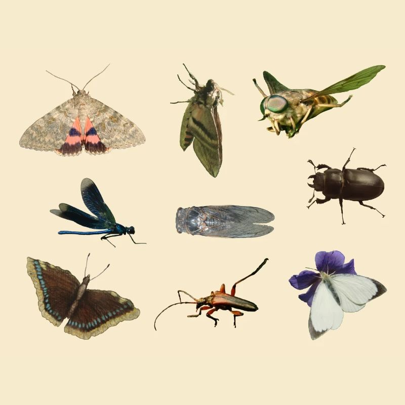 insecte
