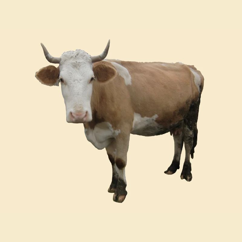 Vache