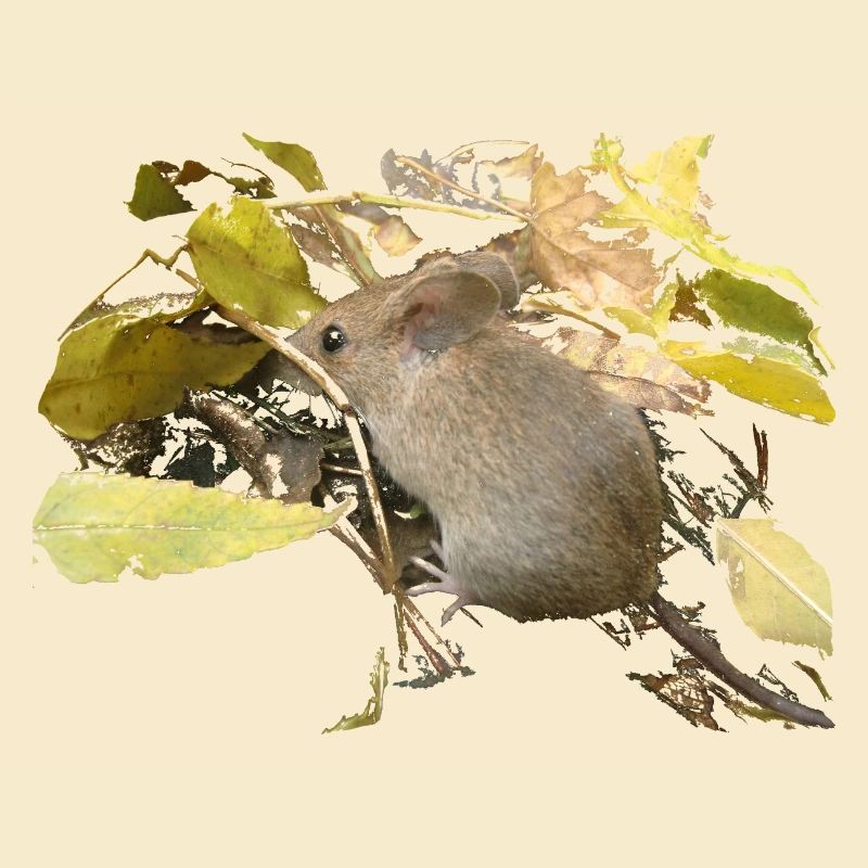 Souris dans le feuillage