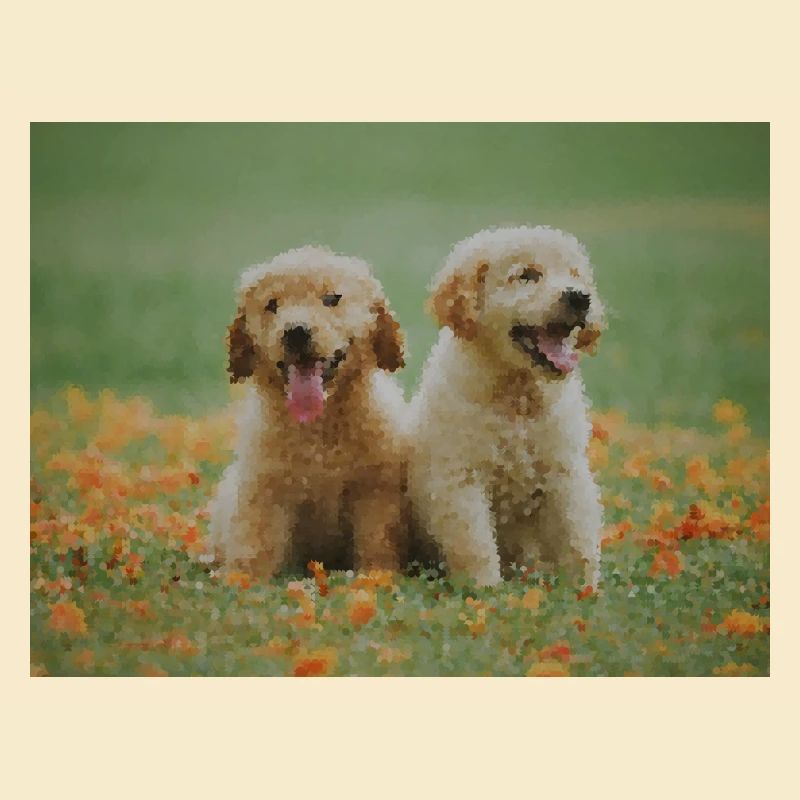 2 chiots Labrador Retriever dans le champ de fleurs