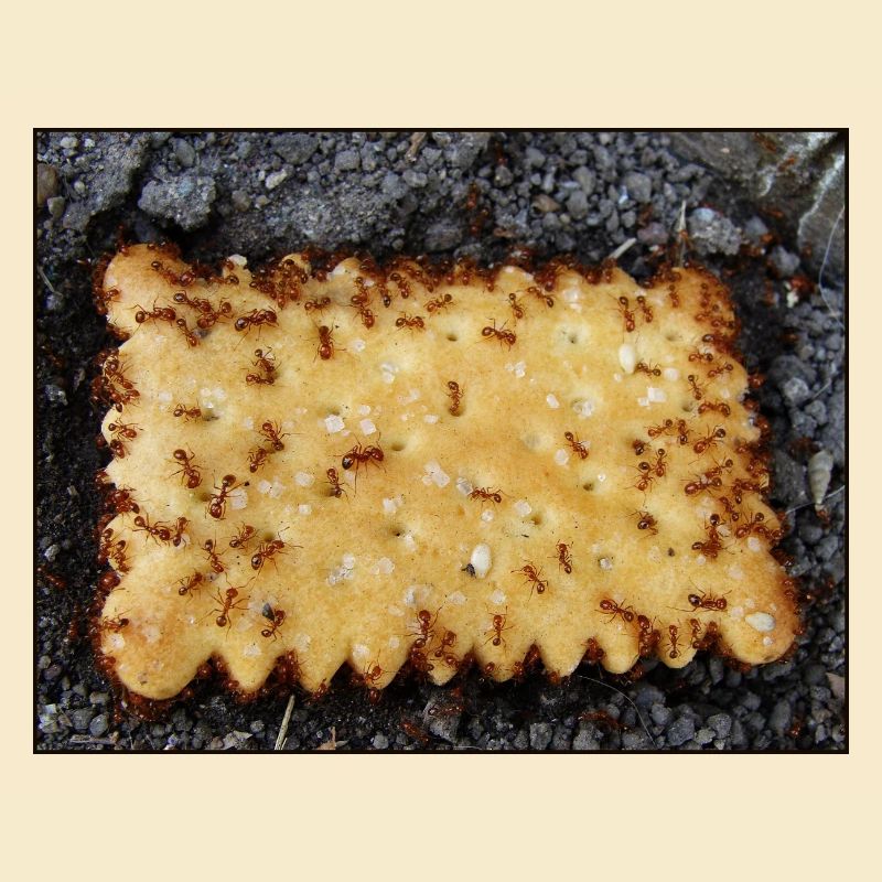 Cookie - Malchance
