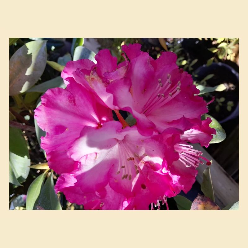 Fuchsia azalea in full bloom