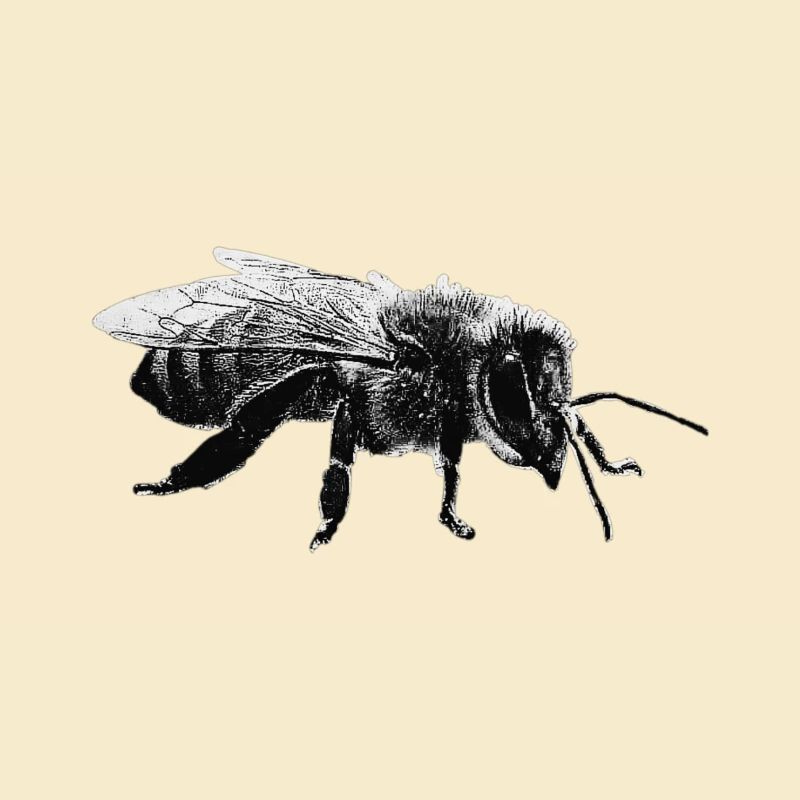Bee