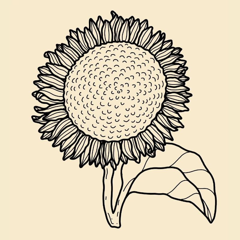 Blume Sonnenblume