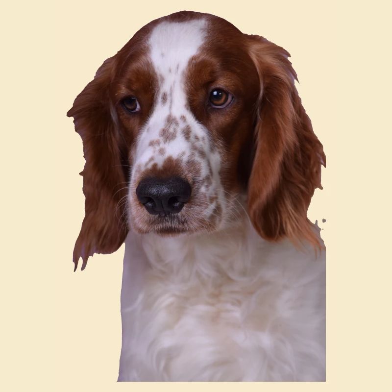 Welsh Springer Spaniel