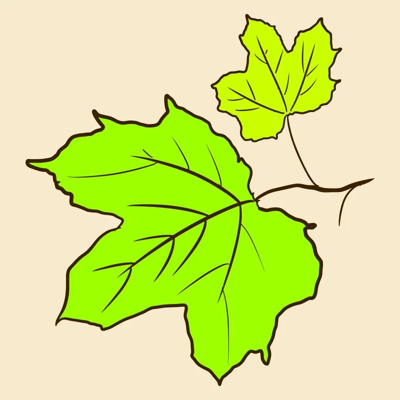 Feuille d’érable / Maple feuilles dessin. Jaune, vert.
