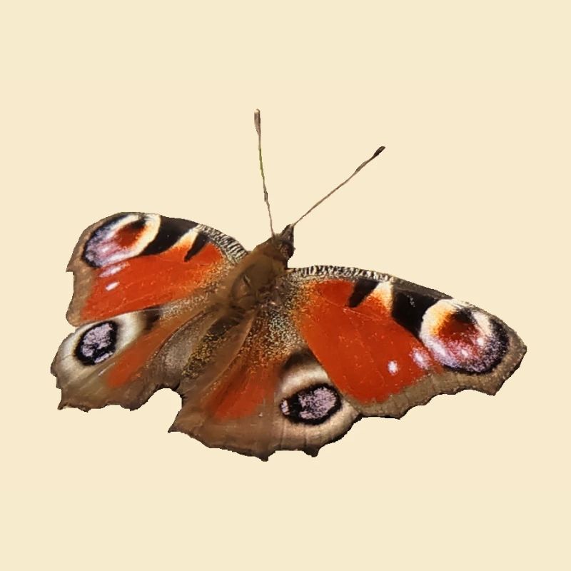 Papillon ozone rouge