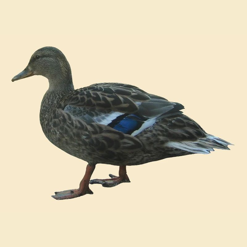 mallard