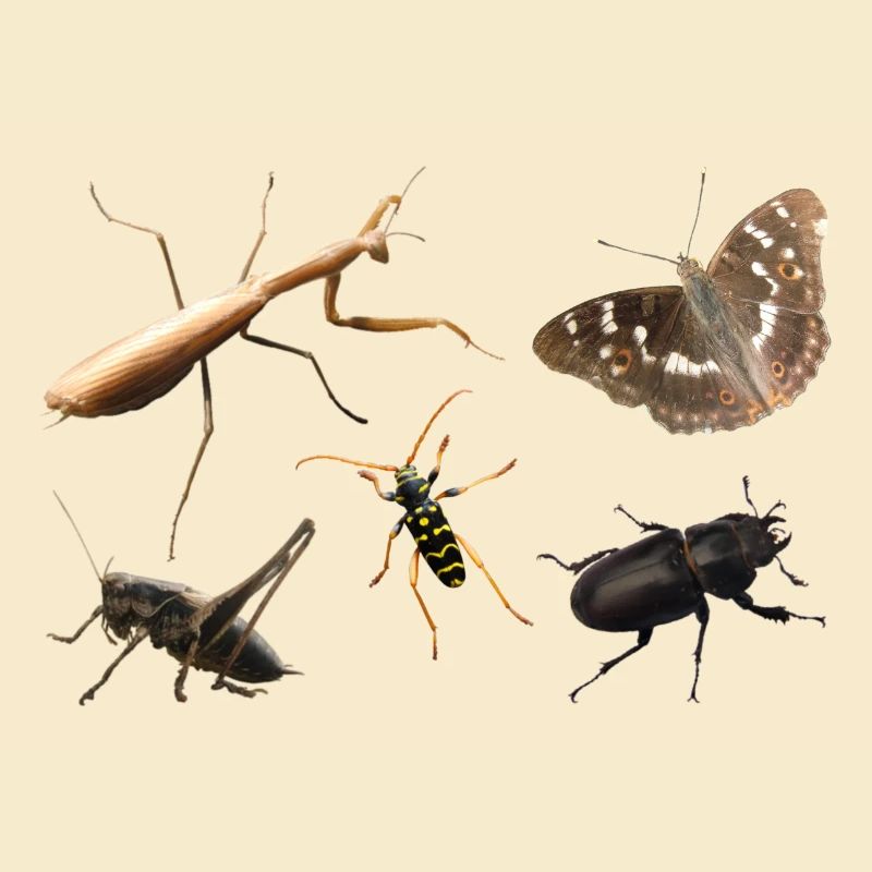Insects