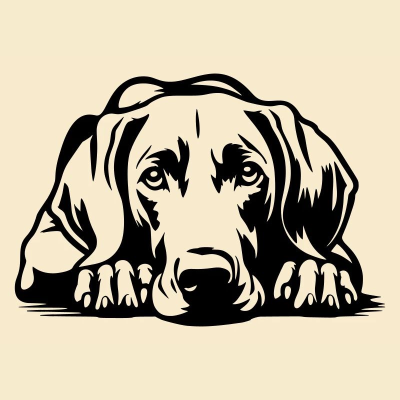 Weimaraner