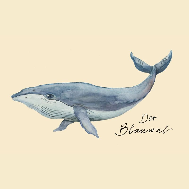 Le rorqual bleu