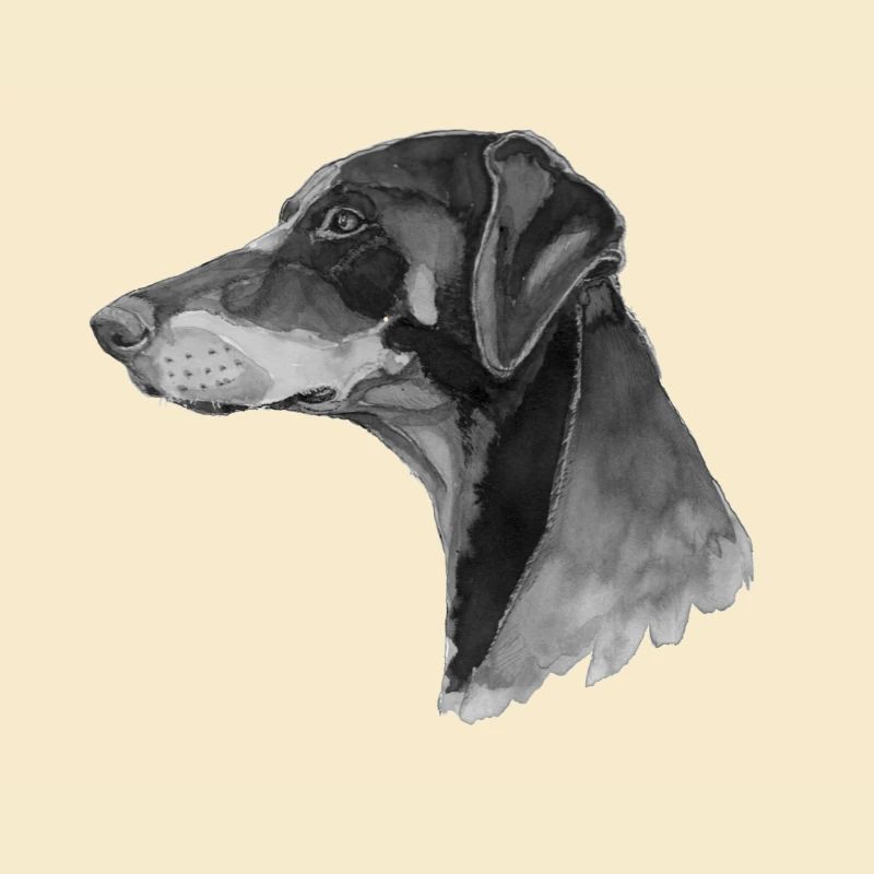 Dobermann Pincher