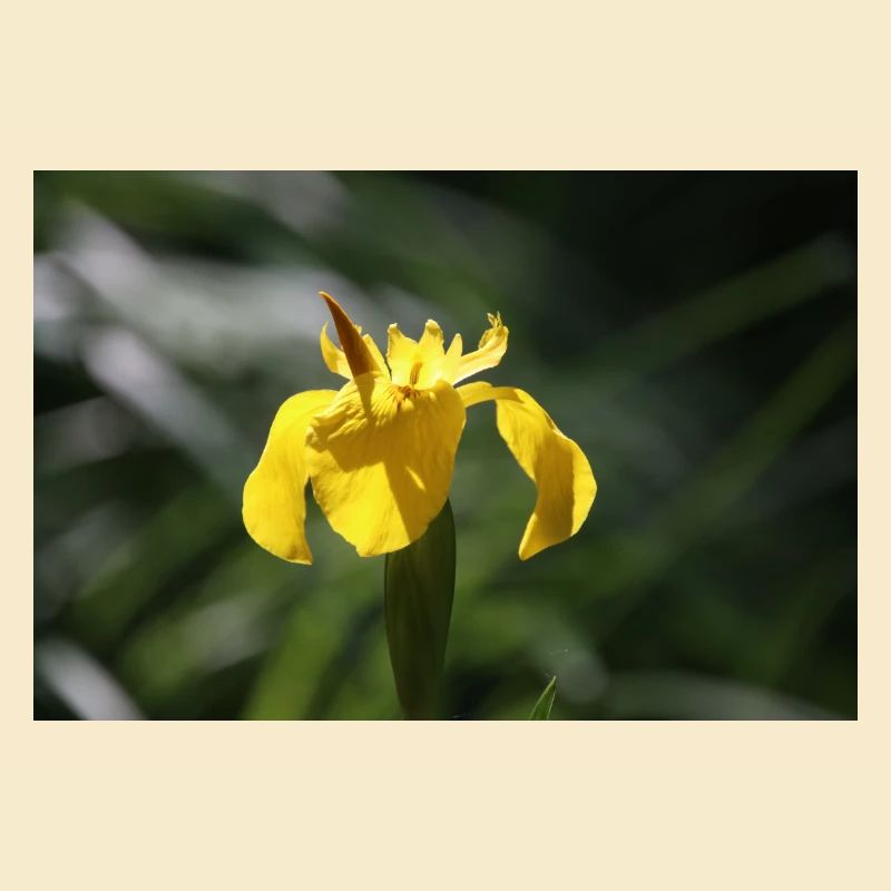 Iris Lily Yellow Flower