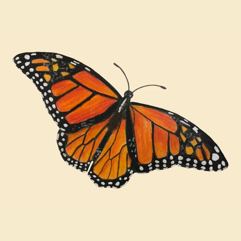 Papillon Monarque Papillon Entomologiste Errant Fold