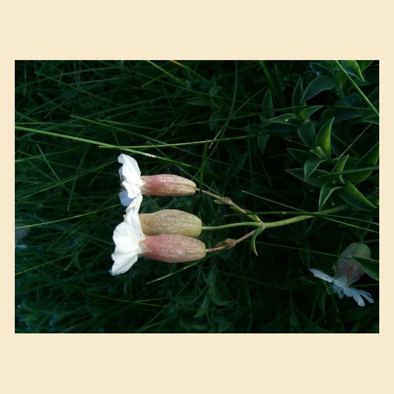 Fleur couchée par le vent