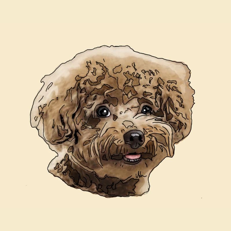Poodle