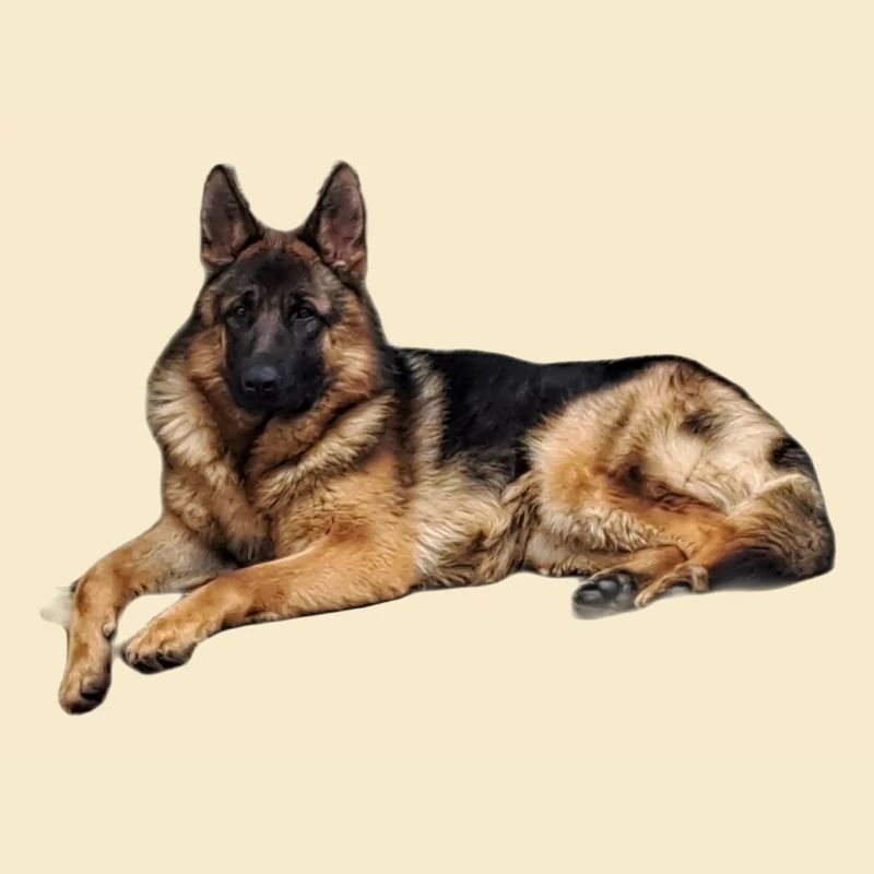 Deutscher Schäferhund C Lasse