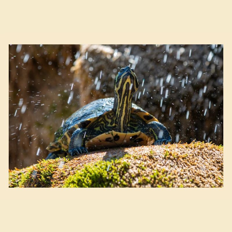Gelbbauch-Slider Trachemys scripta scripta