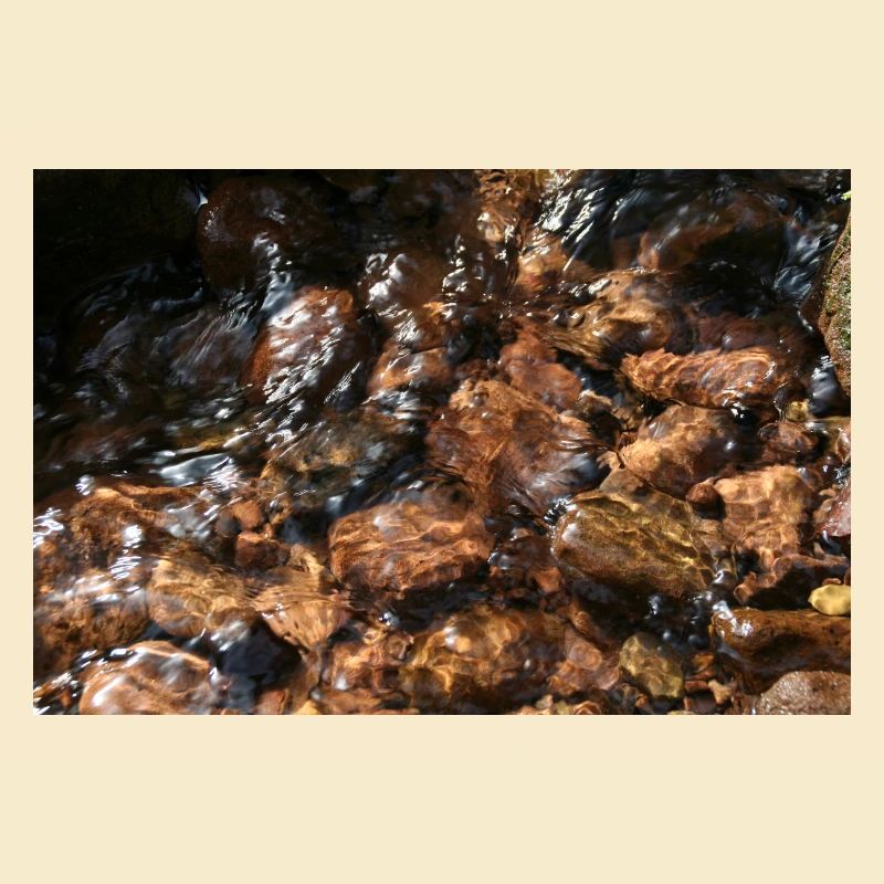 Black Forest Forest Stream