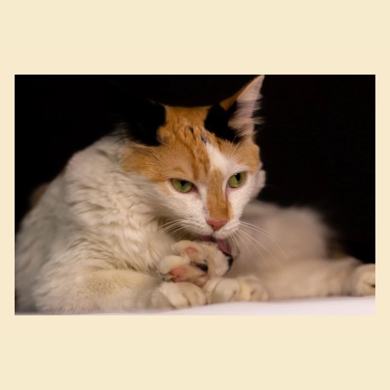 le chat