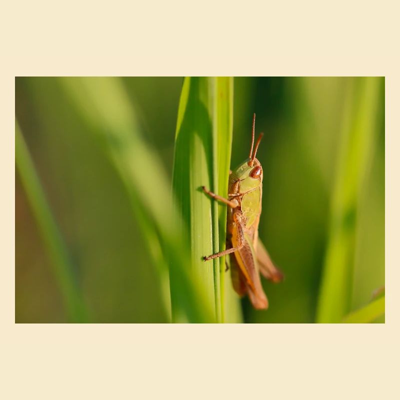 Cute grasshopper illustration on green