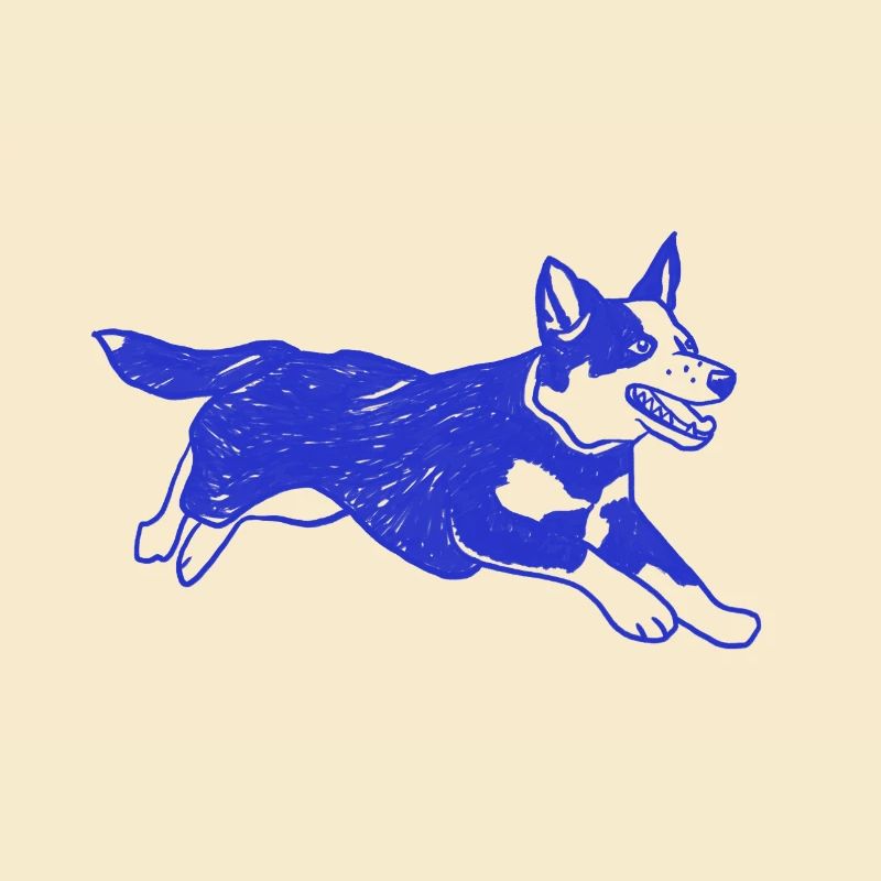 Bouvier australien chien courant