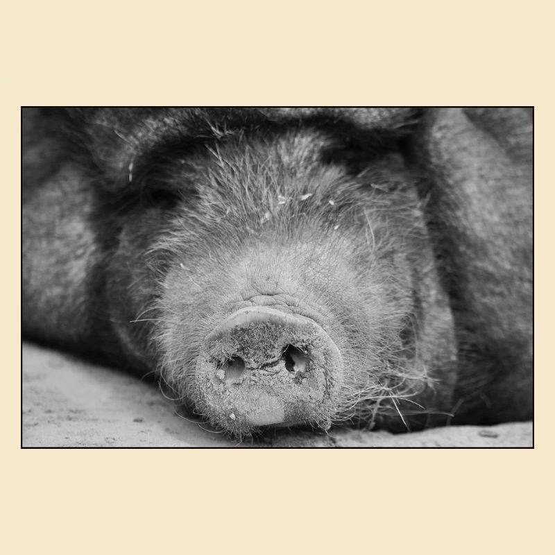 Pig had <3