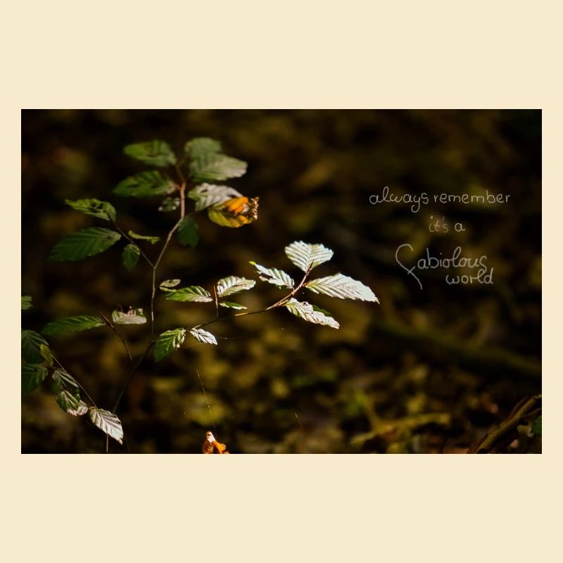 fabiolous world Forest tranquility