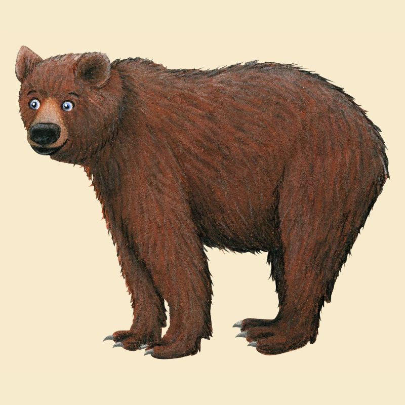 ours brun