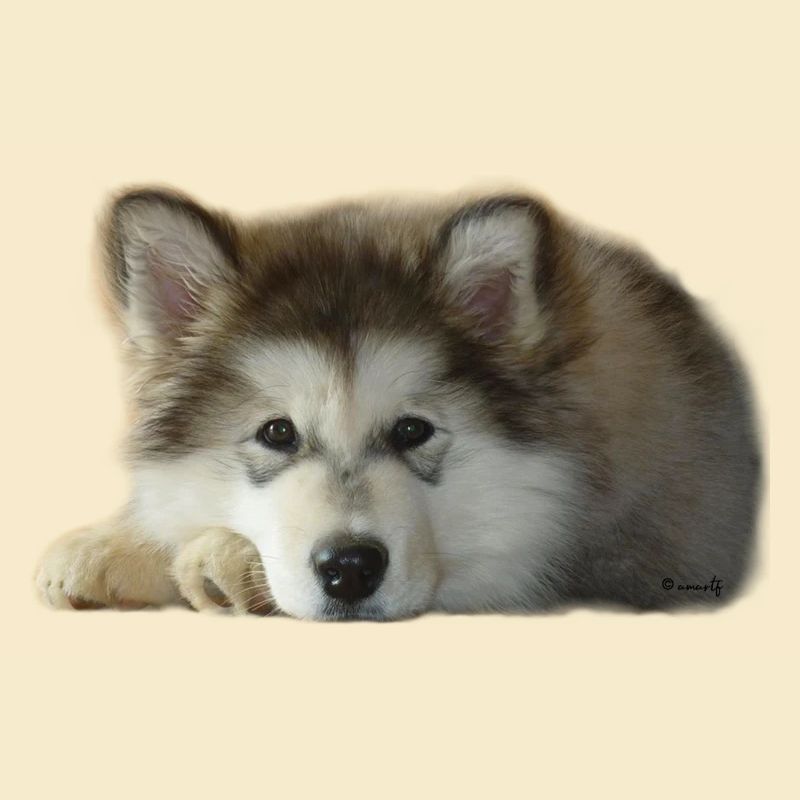 Maia Malamute Puppy