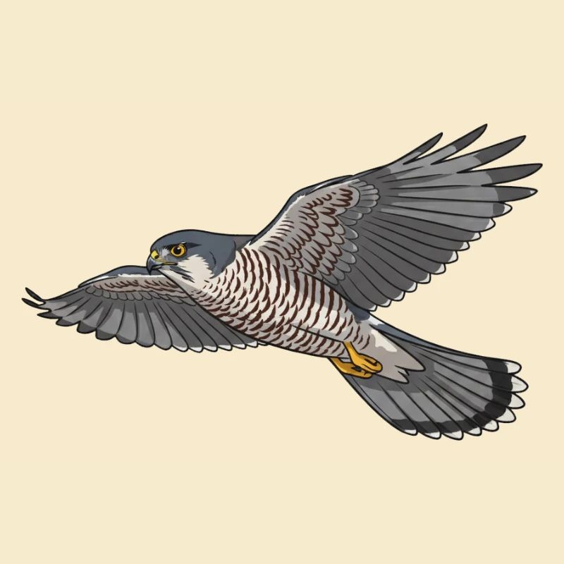Sperber Greifvogel