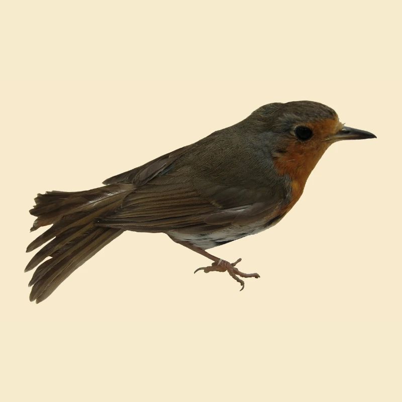 Rouge-gorge