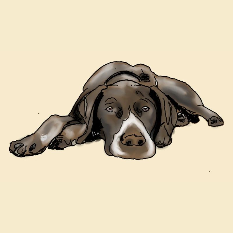 Pointer German Shorthair