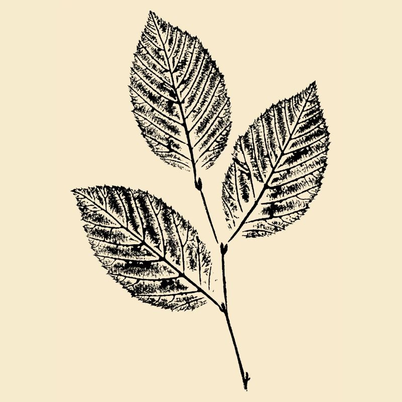 Leaves Beech Branch / Nature & Forest - BOTANICAL