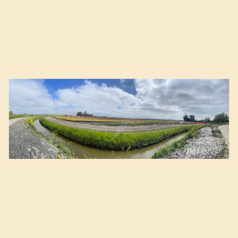 Panoramic field with ditch and flowers
