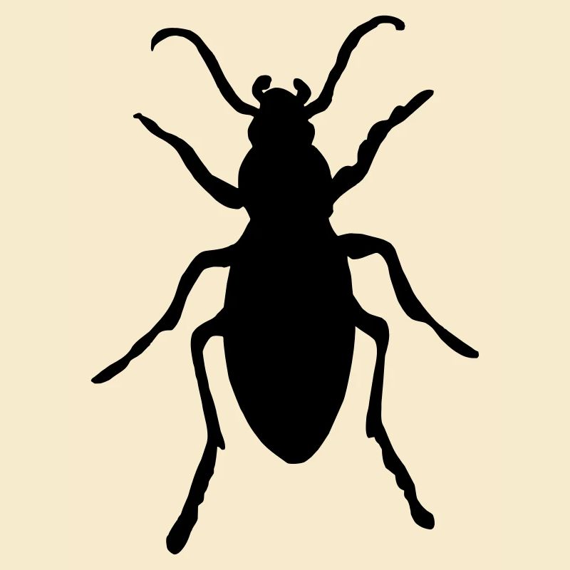 Coléoptère, coléoptère