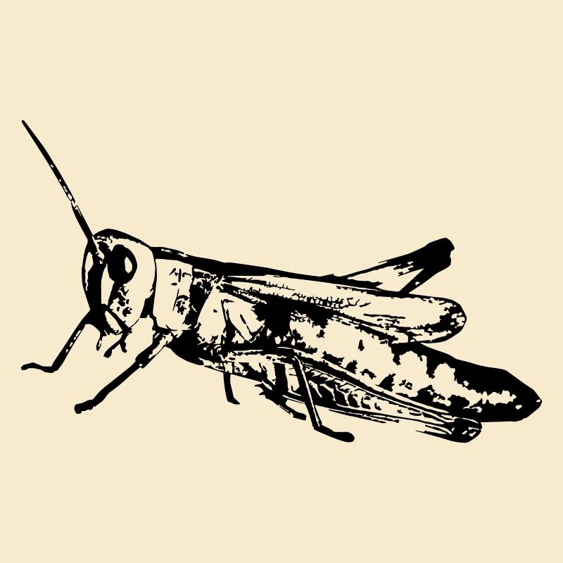 Grasshopper