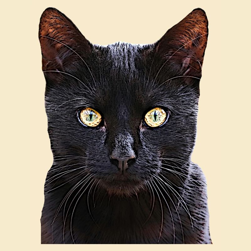 Cat black cat cats cat cats