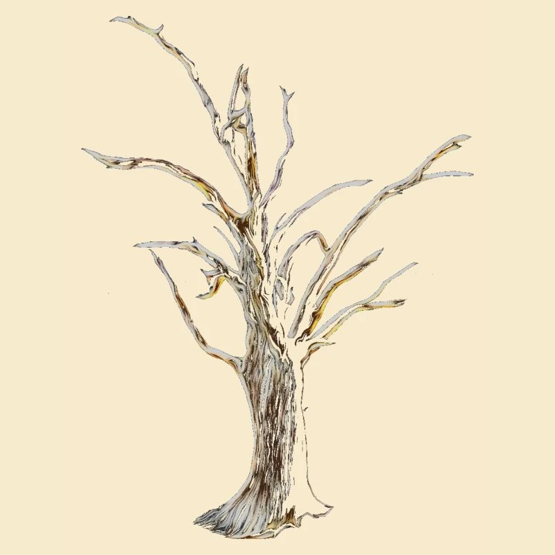 Baum