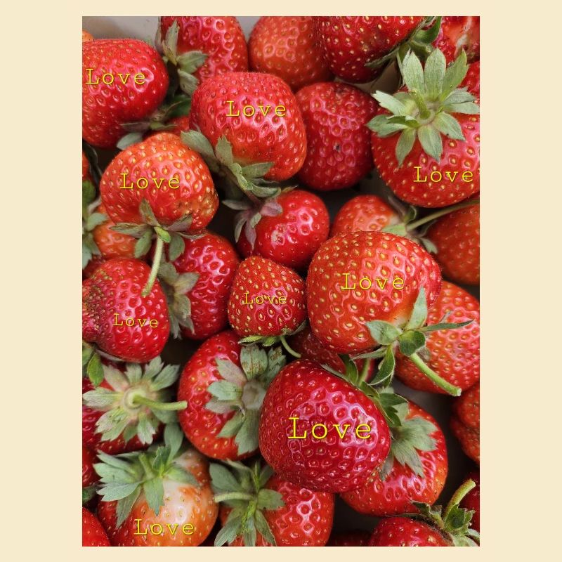 Fraises
