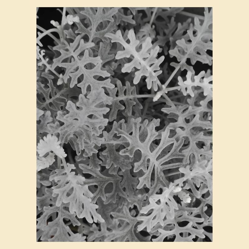 Cinéraire maritime Silver — Noir et blanc