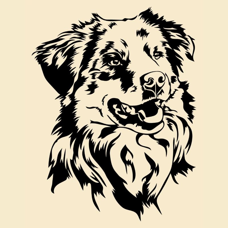 Australian Shepherd Aussie Portrait Dogs Wilsigns