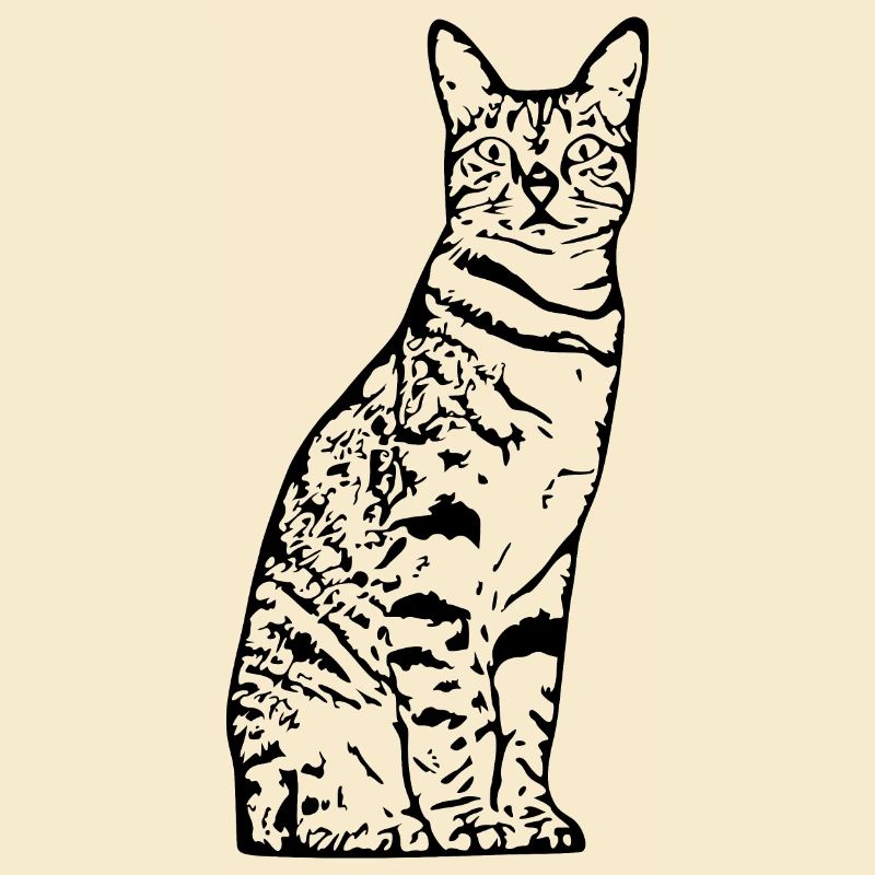Chat, Chaton, Chat Tigre