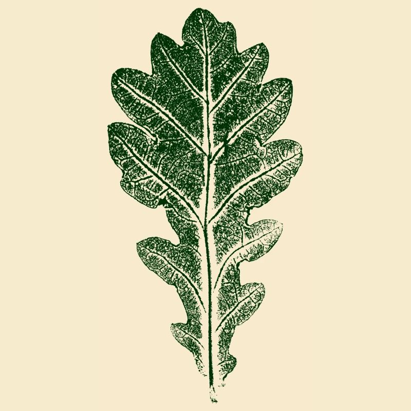 Eichenblatt / BLATT / EICHE Natur & Wald