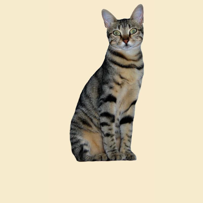 Katze Kätzchen getigert Tigerkatze