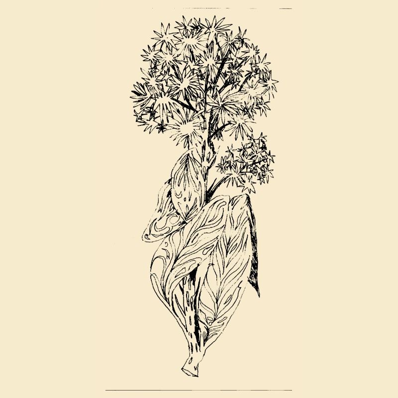 Fleur