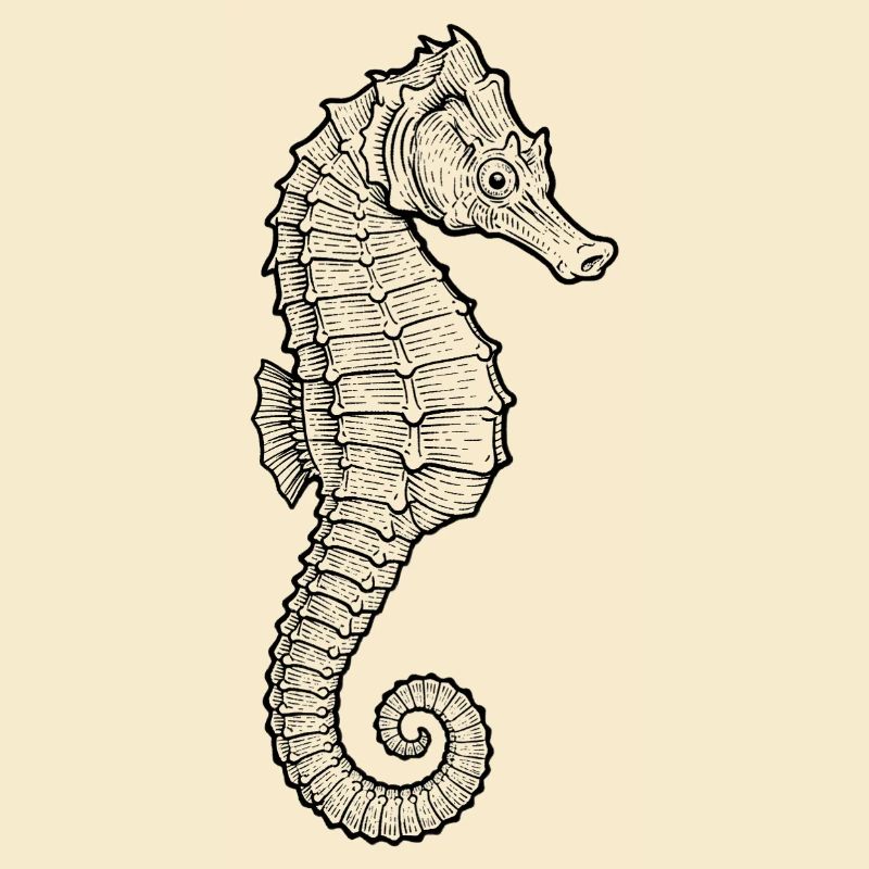 Seepferdchen