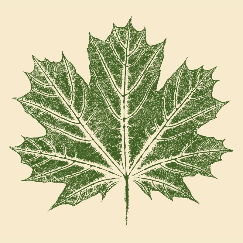 Feuille d’érable / Feuille - Érable botanique